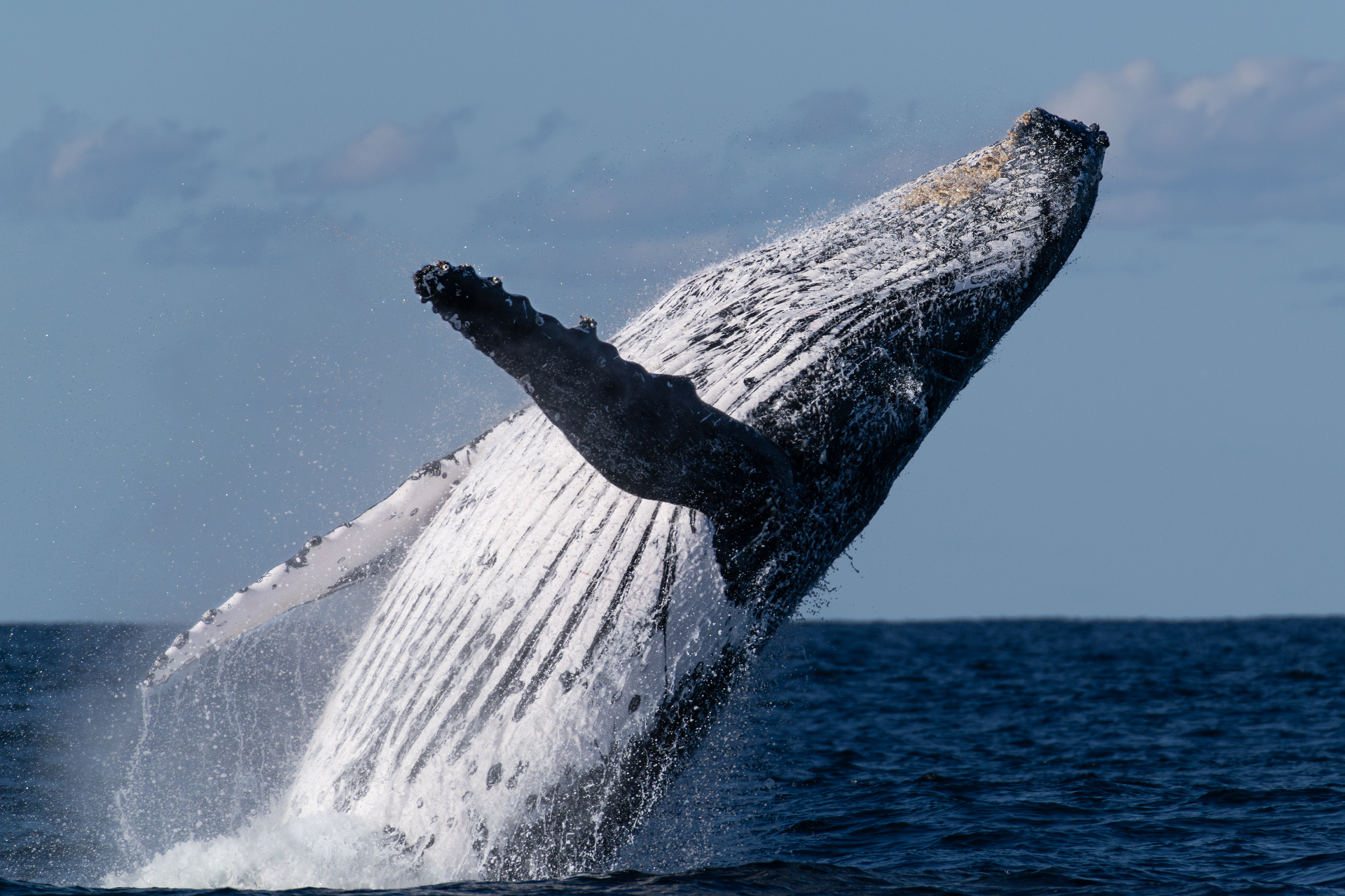 A humpback whale breaching clear of the Pacific off Ballina, fins outstretched against a soft blue sky